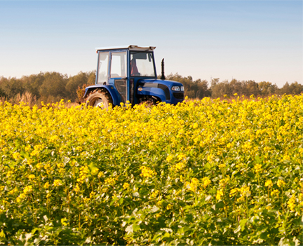 Plantação de Canola